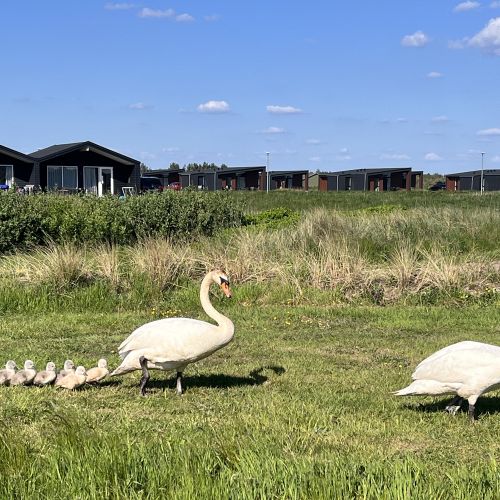 Svaner i feriehuspakken